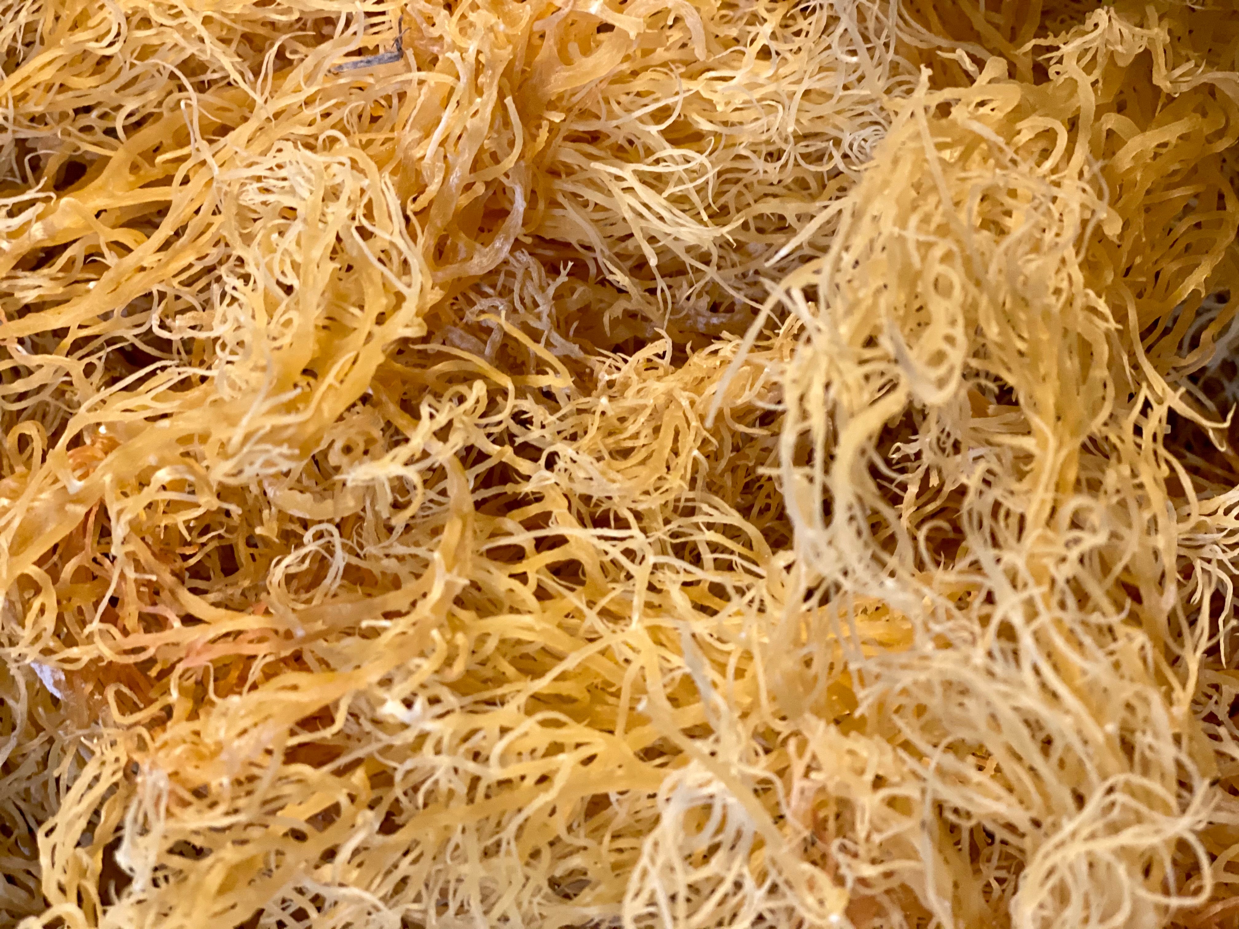 1 Pound - Organic Wildcrafted SEA MOSS ***SHIPS WITHIN 48 HRS!