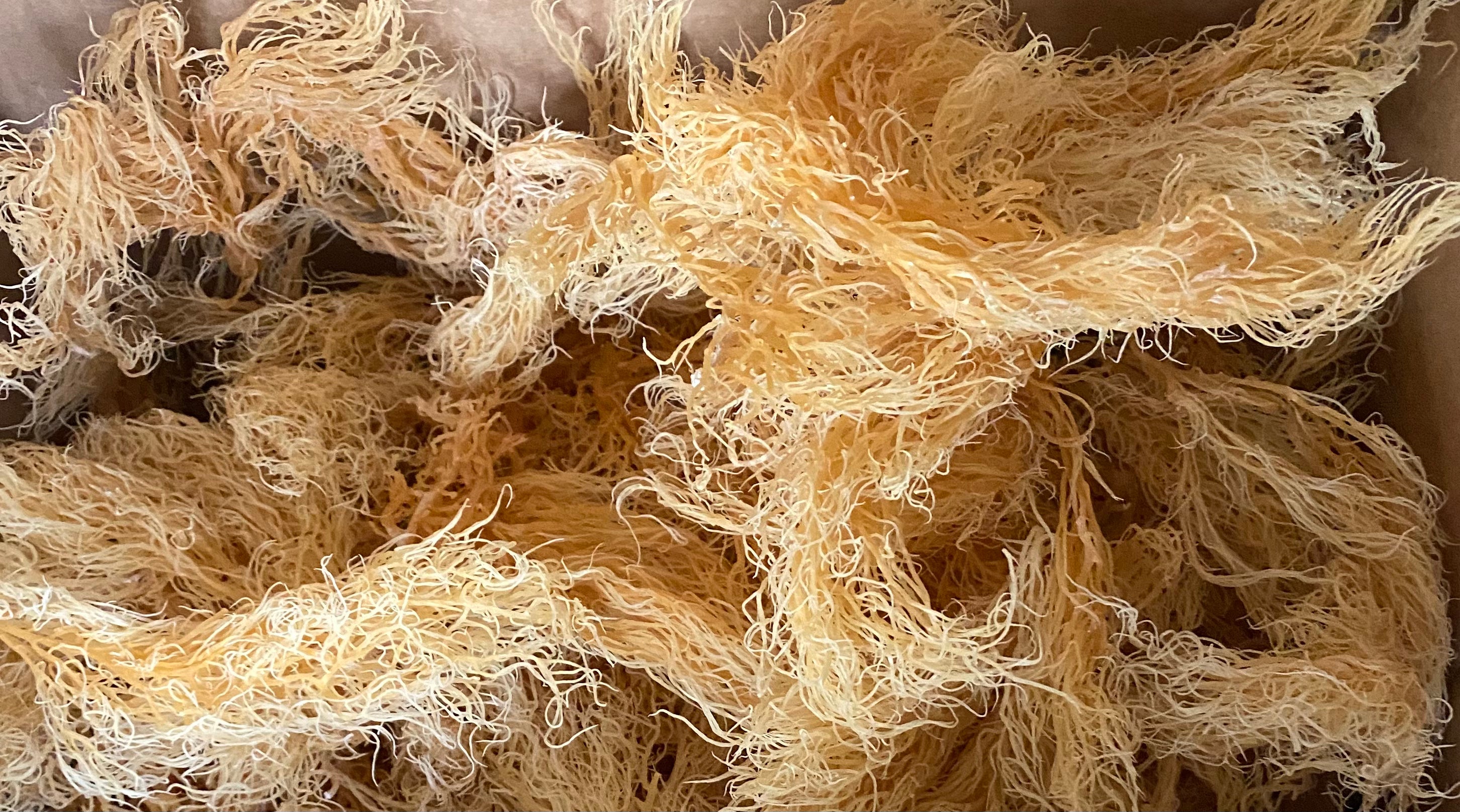 1/2 Pound - Organic Wildcrafted SEA MOSS ***SHIPS WITHIN 48 HRS!